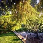 Pinheirinhos - Quinta De Sao Caetano Farma
