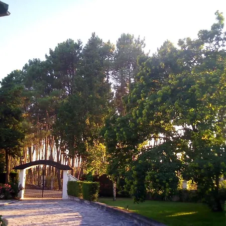 Pinheirinhos - Quinta De São Caetano