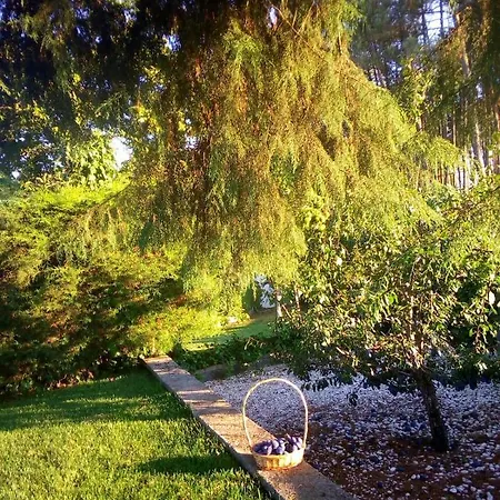 Pinheirinhos - Quinta De São Caetano Alojamento de Turismo Rural