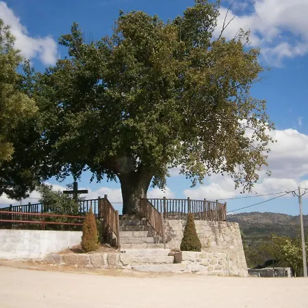 Pinheirinhos - Quinta De Sao Caetano Carapito
