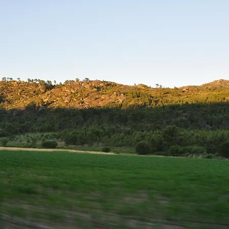 Pinheirinhos - Quinta De Sao Caetano Carapito