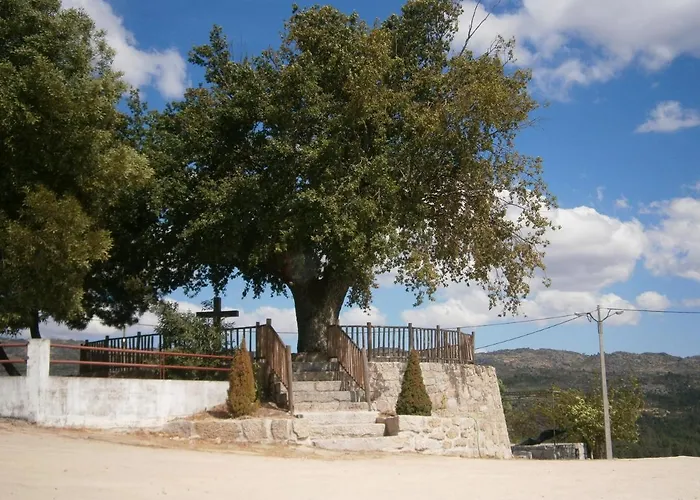 Pinheirinhos - Quinta De Sao Caetano Carapito