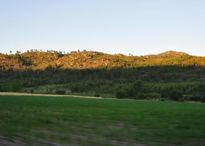 Pinheirinhos - Quinta De Sao Caetano Carapito